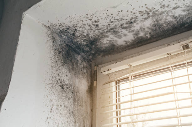 Affordable Mold Remediation solutions in Anna, IL